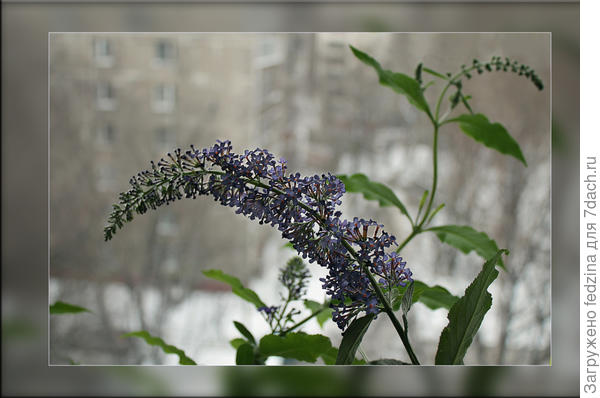 На окне зимой