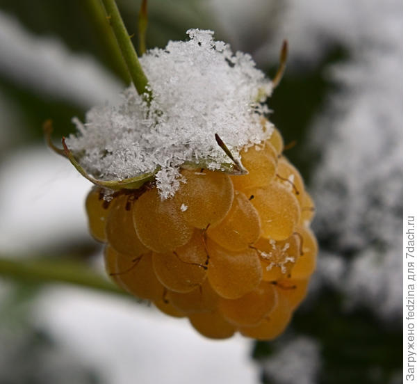 Малина в сахаре