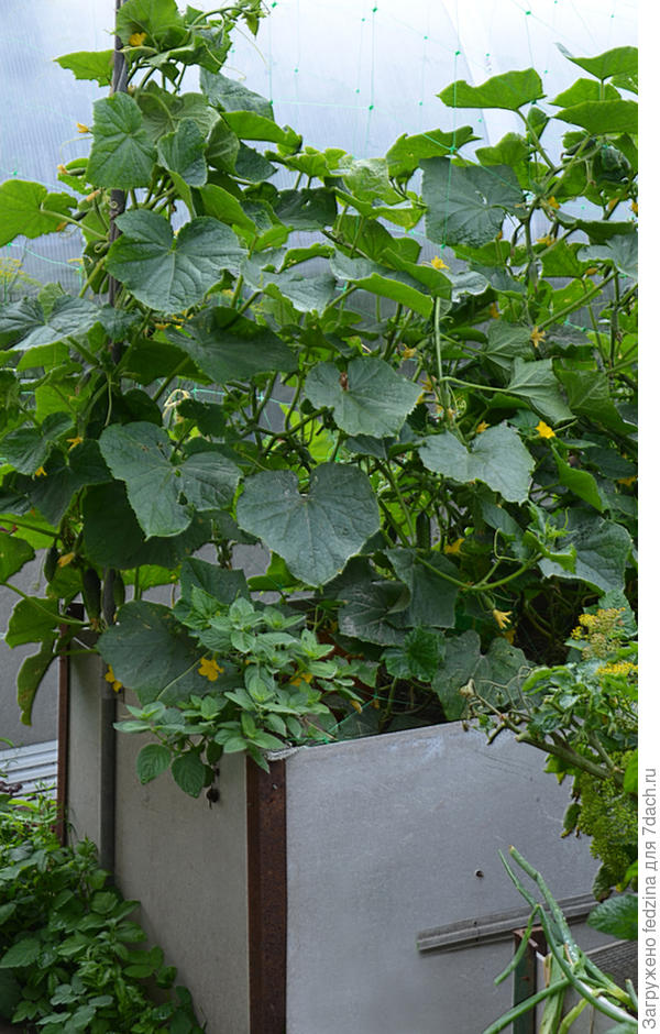 Огурчики растут