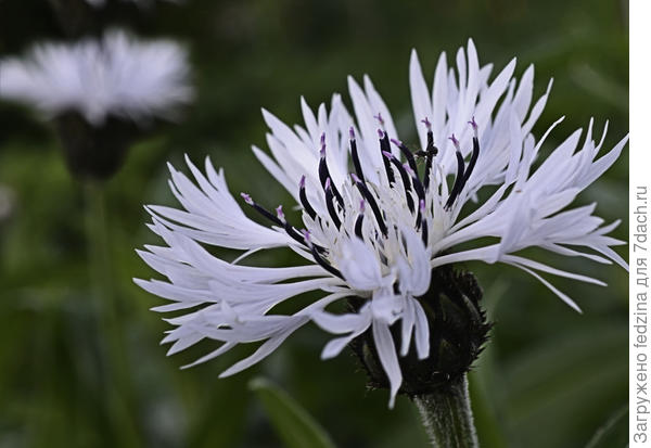 Белый василек