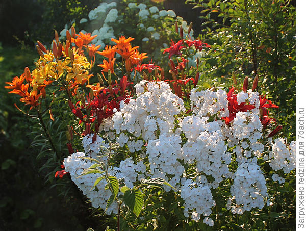 Белые флоксы