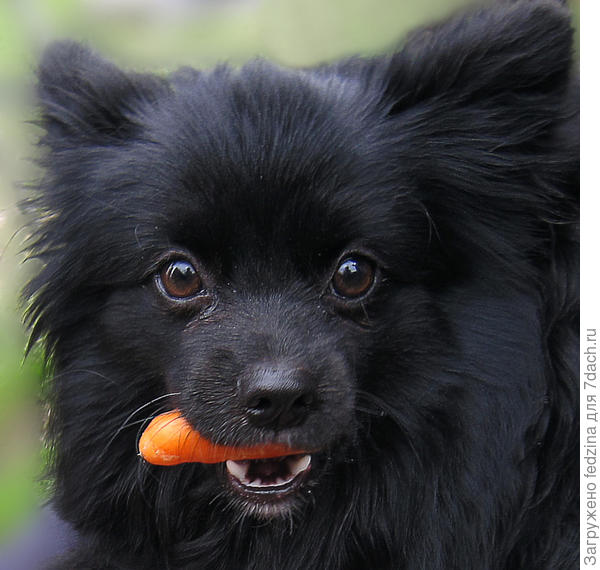 Балу с морковкой