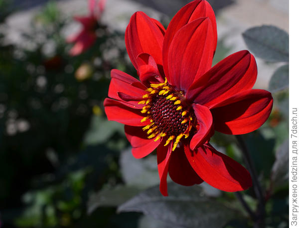 Георгин с бордовыми листьями