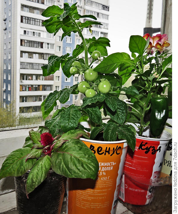 Венус и Кузя