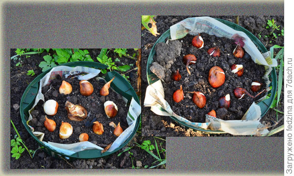 Корзины для луковичных