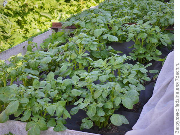 Картофель «Голубизна» 28 мая.