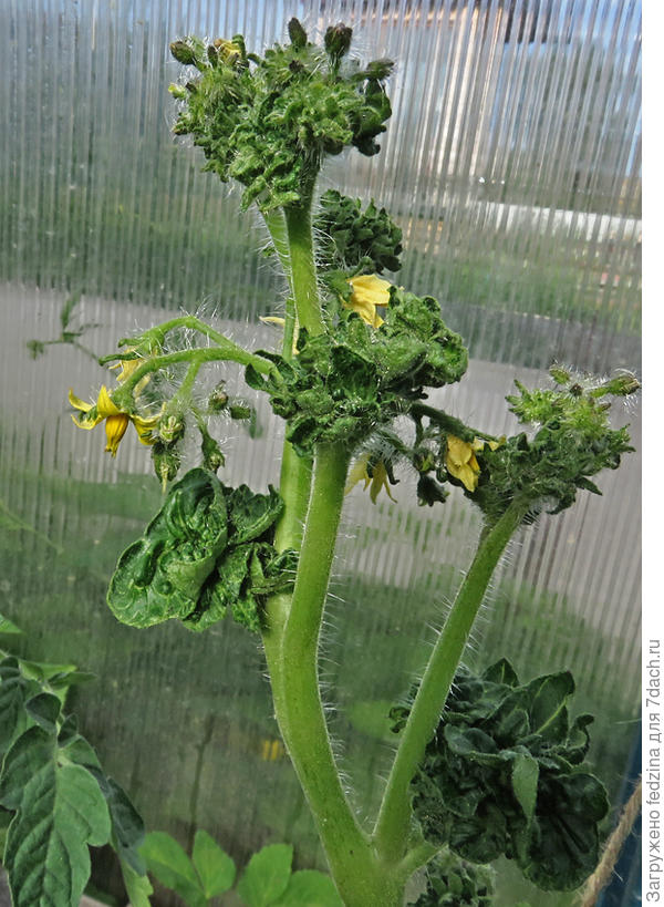 Stick Tomato