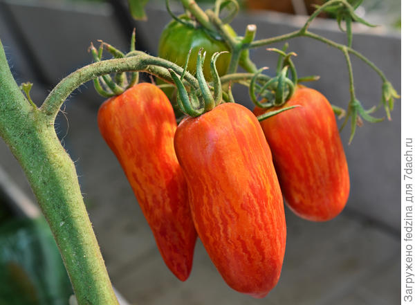 Искры пламени