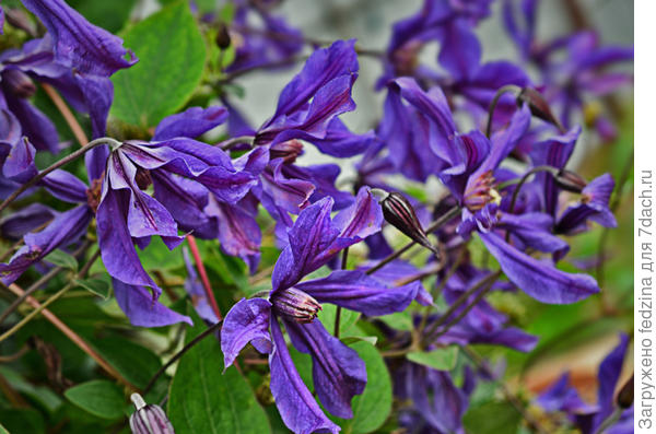 Клематис летом