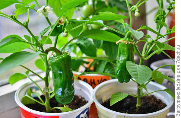 Кузя в апреле