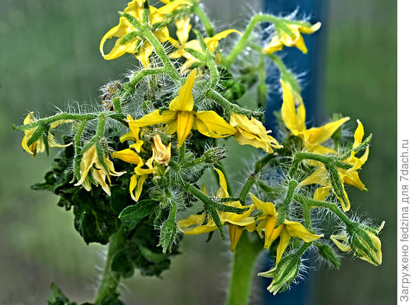 Палка цветет