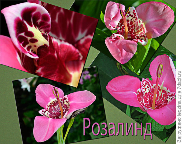 Тигридия «Розалинд»