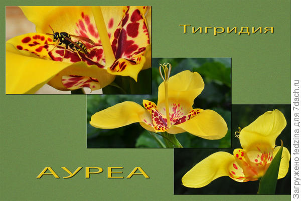 Тигридия «Ауреа»