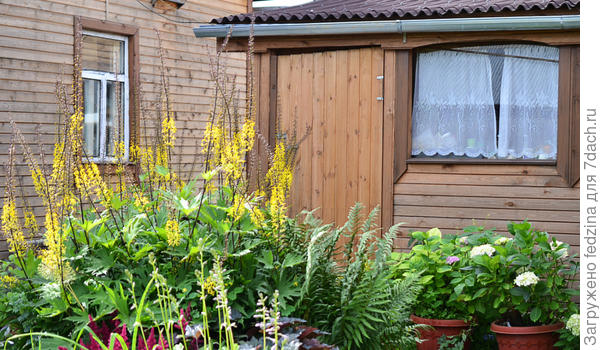 Дом, кухня, бузульник