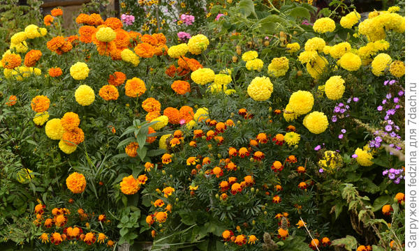 Бархатцы разбушевались...