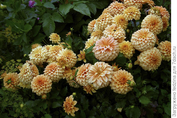 Пабло Гэллери