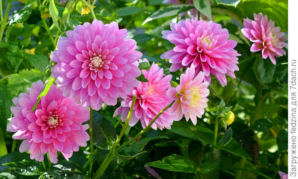 Гэллери Рембрант: