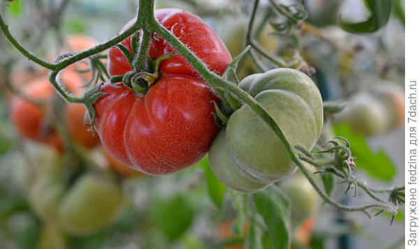Томат Пушистый абрикос. Описание сорта, агротехника, фото