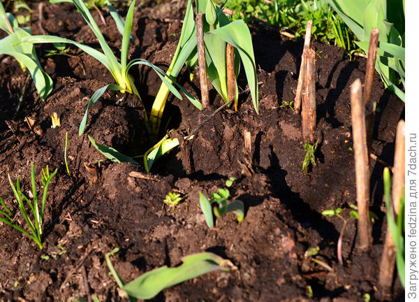 Весна моих лилий...