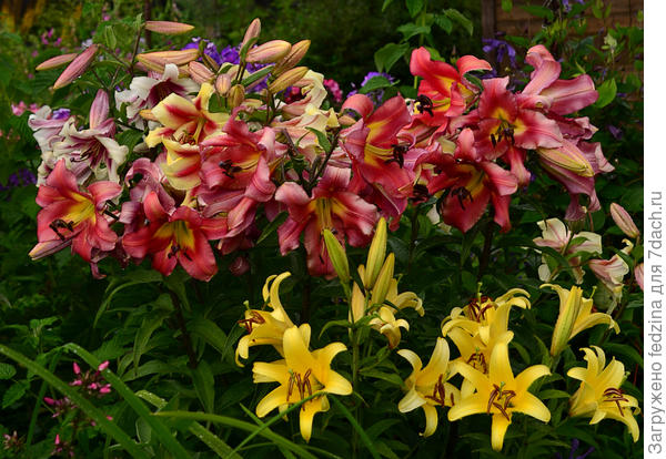 Не съеденные мышами на этом месте