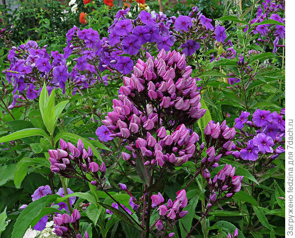 Бутоник с флоксами