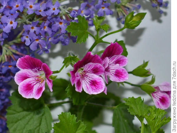 Моя геранька