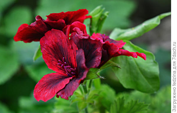 В воду ее или таблетку?