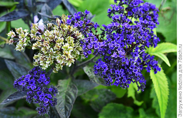 Флокс Pure Feelings и гелеотроп Марин