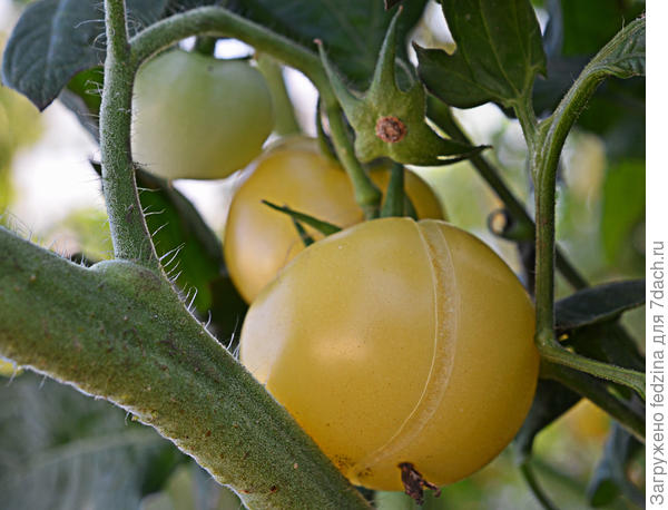 Super Snow White с трещинкой