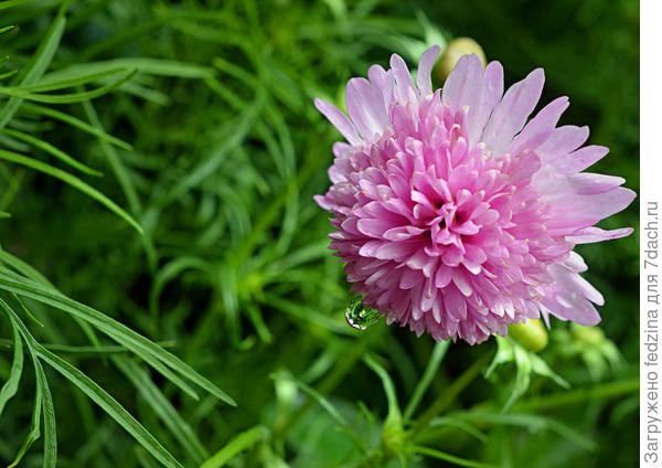 Космея &laquo;Дабл клик роуз бон-бон&raquo;