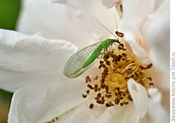 Златоглазка