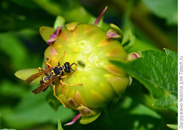Распускайся скорее, кушать хочется....