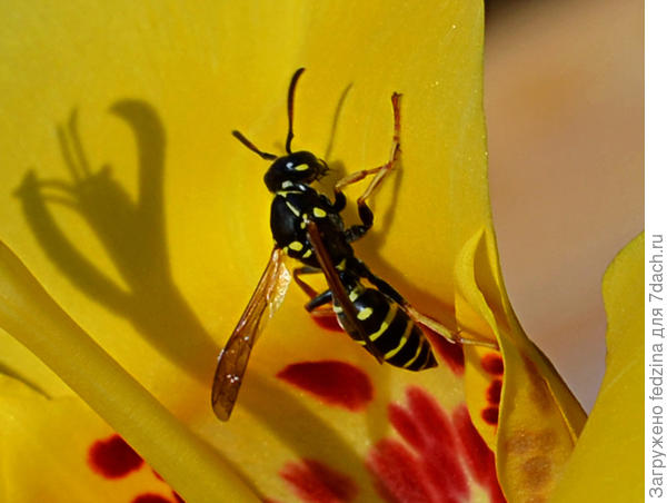 Оса на тигридии