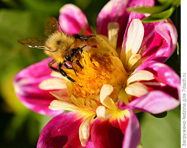 Сборщик нектара