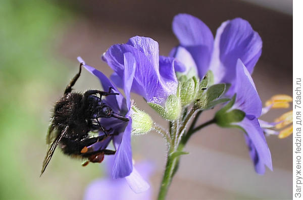 Синенький сладкий цветочек&hellip;