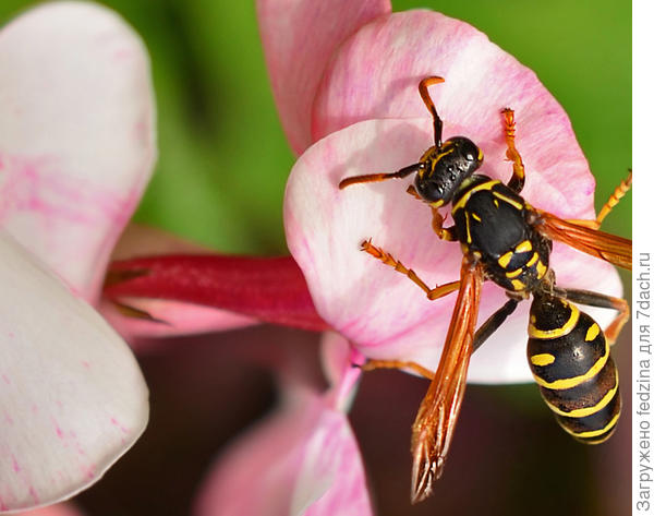 Сборщик нектара