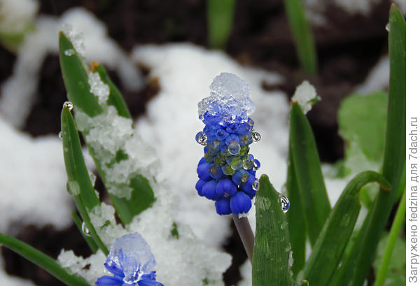 Стойкий мускарик утром 9 мая