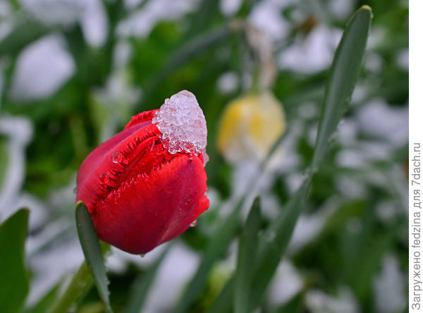 В белой шапочке