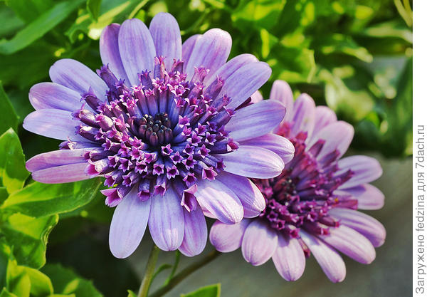 Махровый остеоспермум &bdquo;Flower Power Double White Berry&ldquo;