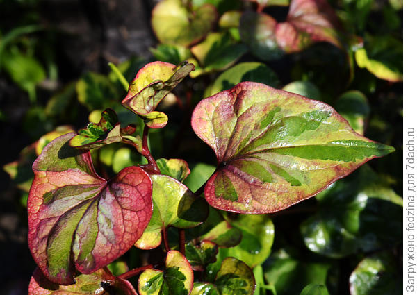 хауттюйния