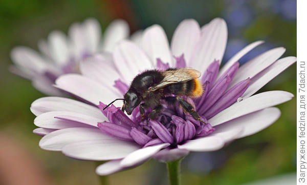 На остеопермуме...