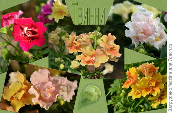 Антирринум Твинни
