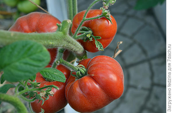 Мой Абрикос