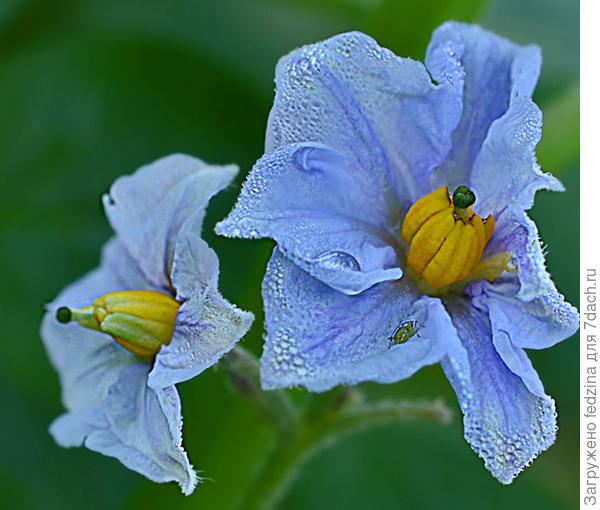 Голубизна (Не даром даже короли во Франции восхищались цветами картофеля!)