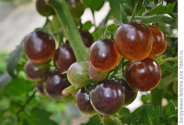 Лесной голубой шмель (Bosque Blue Bumblebee), с желтой сочной мякотью, с фруктовым вкусом и ароматом.