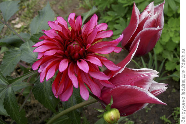 Георгин, цветущий в мае