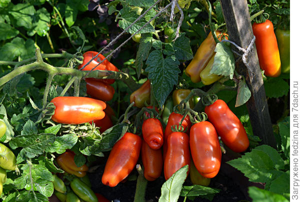 Веселый гном