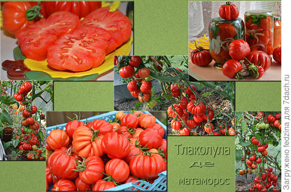 Тлаколула де матаморос