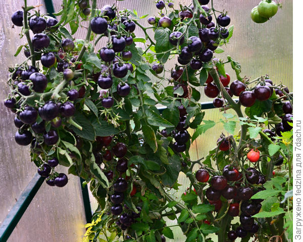 Черная гроздь один куст