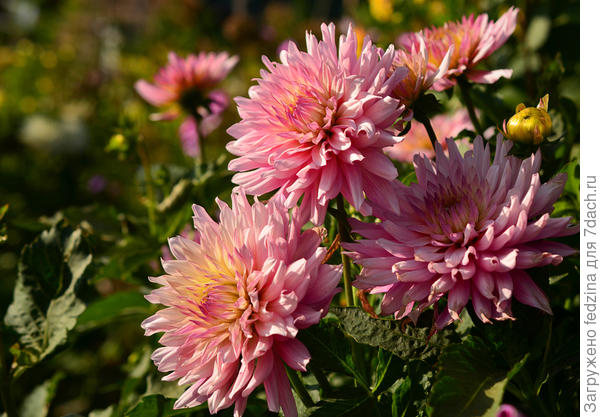 Средство от сныти: